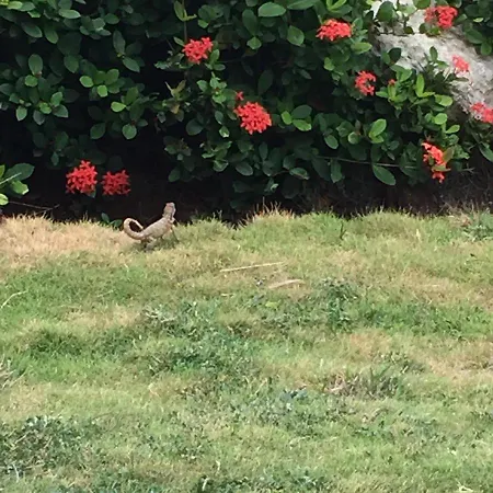 Rue De La Gare Semesterbostad *